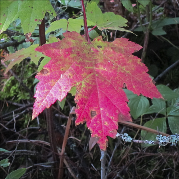 maple tree with 3 lobed leaves