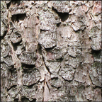 Trees of the Adirondacks: Red Spruce | Bark (28 July 2012)