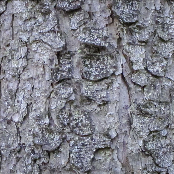 Trees of the Adirondacks: Red Spruce on the Barnum Brook Trail (21 July 2012)