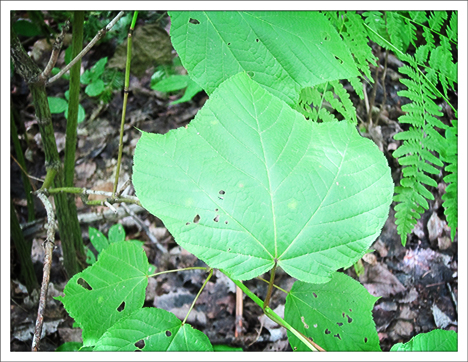 Trees of the Adirondacks:  Striped Maple on the Barnum Brook Trail at the Paul Smiths VIC (28 July 2012)