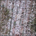 Trees of the Adirondacks:  Striped Maple | Bark (28 July 2012)