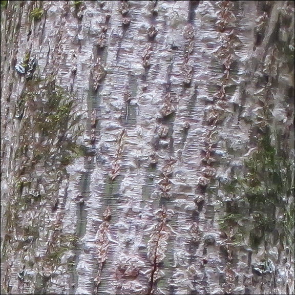 Trees of the Adirondacks: Striped Maple on the Barnum Brook Trail at the VIC (28 July 2012)