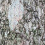 Trees of the Adirondacks:  Sugar Maple | Bark (28 July 2012)