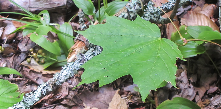 Trees of the Adirondack Park: Sugar Maple leaves have five lobes; each of the largest three lobes has one to several sharp-pointed tips.  Sugar Maple leaf on the Barnum Brook Trail (28 July 2012)