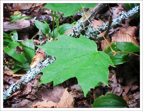Trees of the Adirondacks:  Sugar Maple on the Barnum Brook Trail (28 July 20120