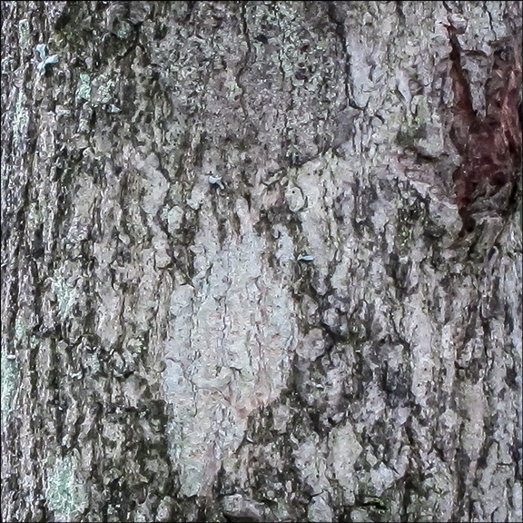 Trees of the Adirondacks: Sugar Maple bark.  Sugar Maple on the Barnum Brook Trail at the Paul Smiths VIC (28 July 2012)