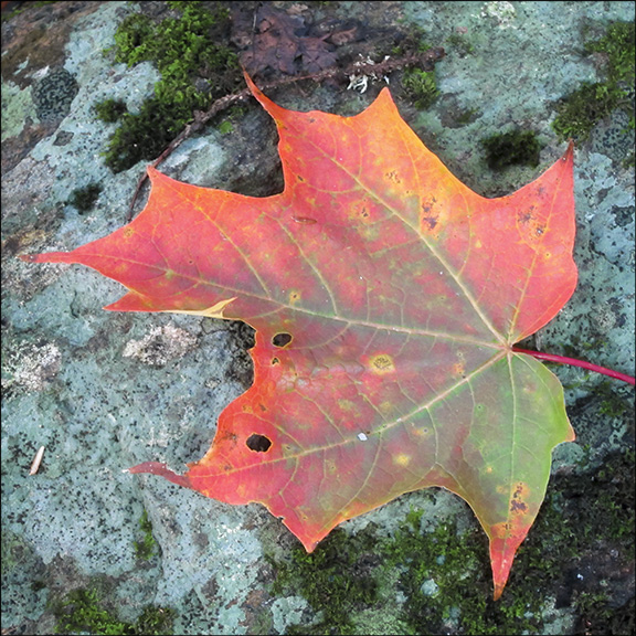 Trees of the Adirondacks: Sugar Maple leave turn red, yellow, or orange in the fall.  Sugar Maple at the Paul Smiths VIC (19 September 2012)