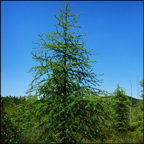 Trees of the Adirondacks:  Tamarack growing on Barnum Bog (12 July 2012)