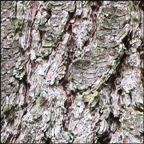 Trees of the Adirondacks:  White Pine | Bark (28 July 2012)