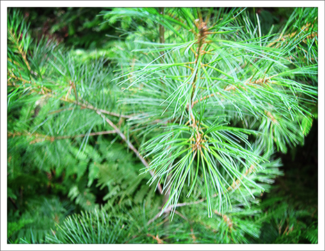 Trees of the Adirondacks: Eastern White Pine on the Barnum Brook Trail at the Paul Smiths VIC (28 July 2012)