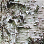 Trees of the Adirondacks:  Yellow Birch | Bark (28 July 2012)