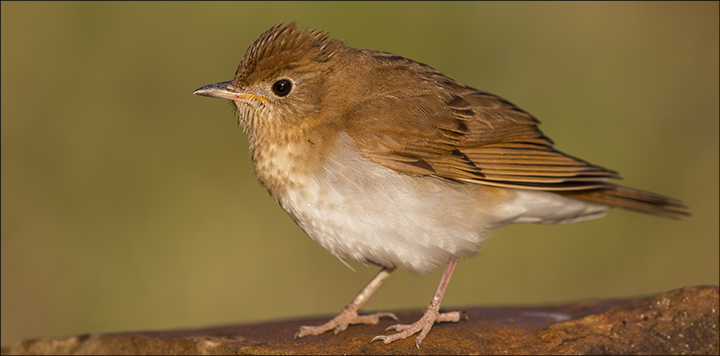 Boreal Birds of the Adirondacks: Veery. Photo by Larry Master. www.masterimages.org