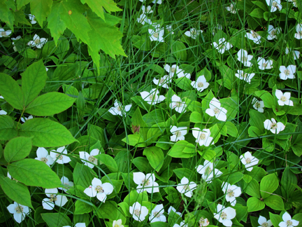 Adirondack Wildflowers:  Bunchberry (Cornus canadensis) blooming near the Paul Smiths VIC parking lot