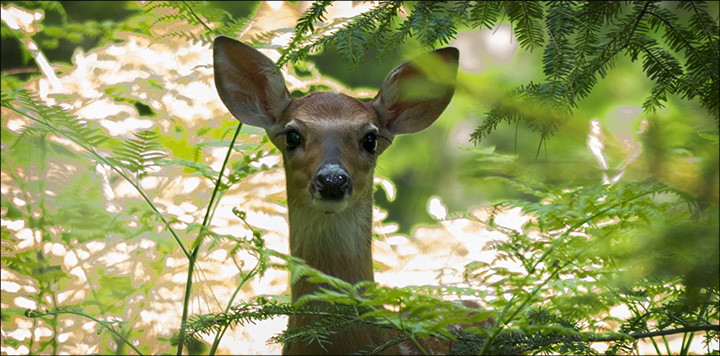 White-tailed Deer on the Heron Marsh Trail at the Paul Smiths VIC (18 June 2013)