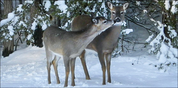 White-tailed Deer. Photo courtesy of Brian McAllister.  Used by permission.