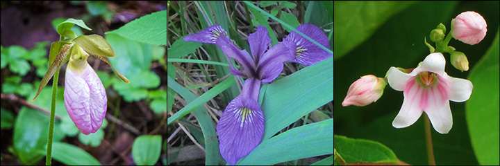 Adirondack Wildflowers: Lady Slipper, Blue Flag Iris, and Spreading Dogbane at the Paul Smith's VIC