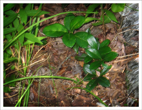 Adirondack Wildflowers: Wintergreen at the Paul Smiths VIC