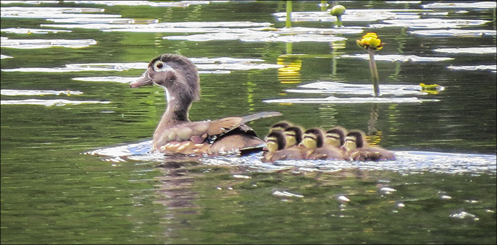 Birds of the Adirondacks: Wood Duck on Heron Marsh (7 June 2014) Birds of the Adirondacks: Wood Duck on Heron Marsh (7 June 2014)