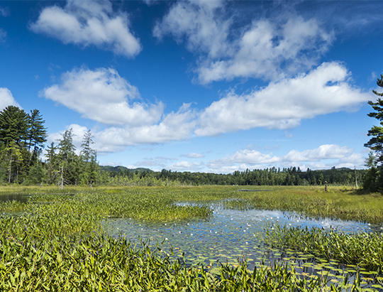 Adirondack Wetlands: Heron Marsh north from the floating bridge (10 August 2013)