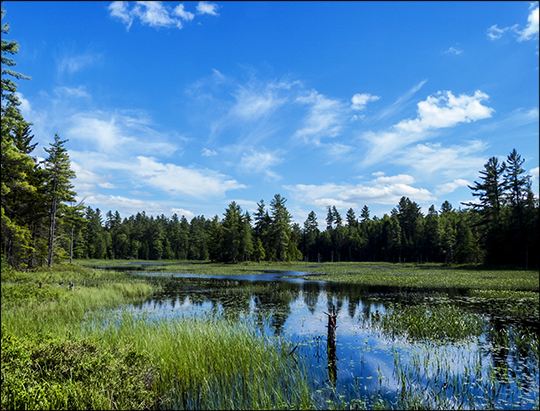 Adirondack Wetlands: Heron Marsh south from the floating bridge (17 June 2013)