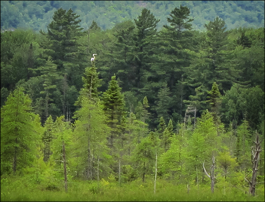 Birds of the Adirondacks:  Great Blue Heron on Heron Marsh (1 July 2011)