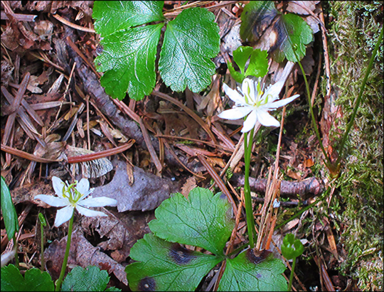 Adirondack Wildflowers: Goldthread (Coptis trifolia)