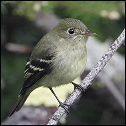 Boreal Birds of the Adirondacks: Yellow-bellied Flycatcher.  Photo by Larry Master. www.masterimages.org.  Used by permission.
