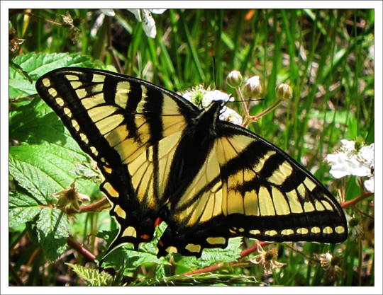 Paul Smith's College VIC -- Butterflies of the Adirondack Mountains ...