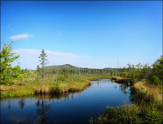 Interpretive Nature Trails in the Adirondacks: Boreal Life Trail