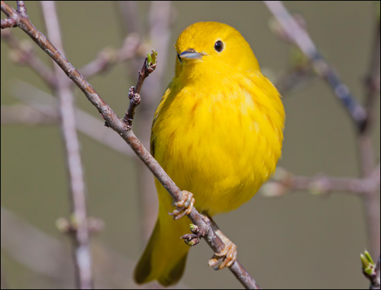 Boreal Birding Festivals in the Adirondacks | 2014 Great Adirondack ...