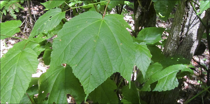Trees Of The Adirondacks Striped Maple Acer Pensylvanicum
