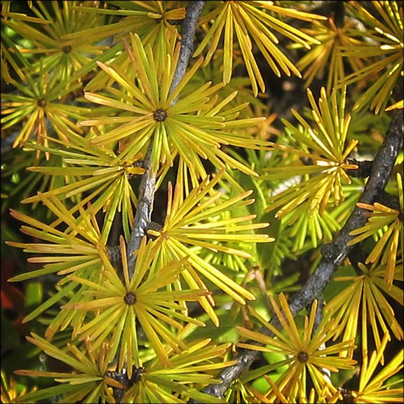 Trees of the Adirondacks: Tamarack | Larix laricina